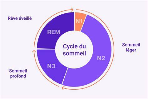schéma cycle sommeil et rêve