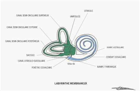 schéma du labyrinthe et des niveaux
