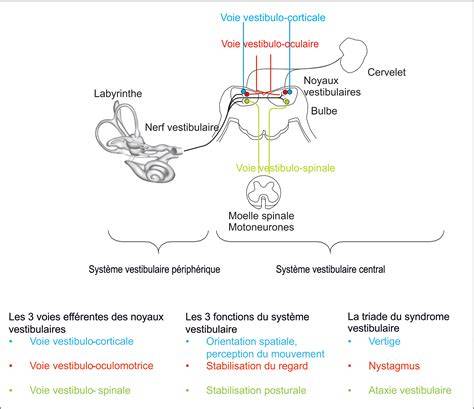 Schéma des voies élémentaires et leurs synergies