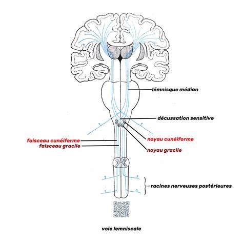 Schéma des voies et états de l’Eniripsa