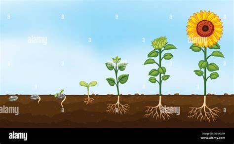 Schéma croissance des plantes et rareté