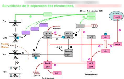 diagramme mécanismes châtiments Sacrieur
