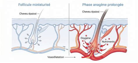 schéma transmission minoxidil et nourrisson