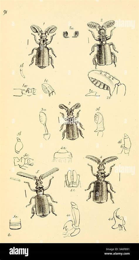 Illustration des panoplies et leur morphologie