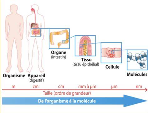 schéma des organes et niveaux du complexe