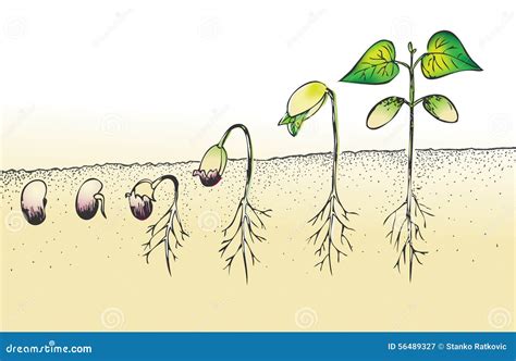 illustration quêtes et graine