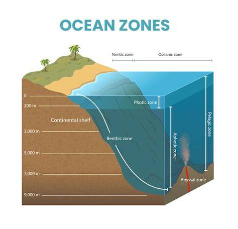 diagramme zones Ecaflipus