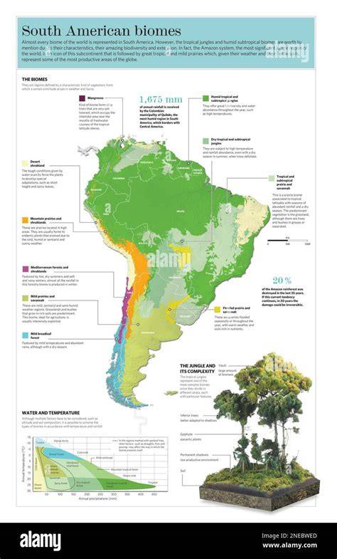 Infographie des structures et biomes