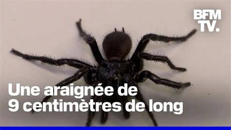 monture araignée géante et infographie des emplacements
