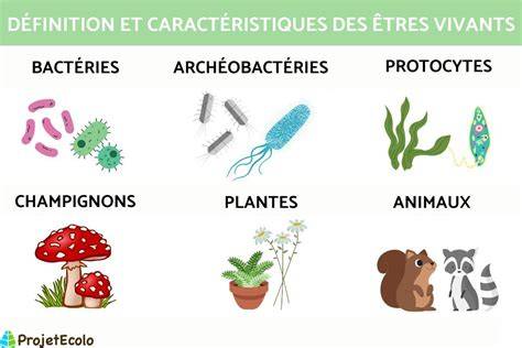 schéma des objets vivants et leurs attaches