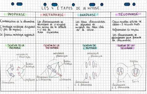 Schéma de progression des phases et zones