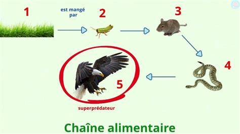 Schema de chaînes de combos IO-pistes