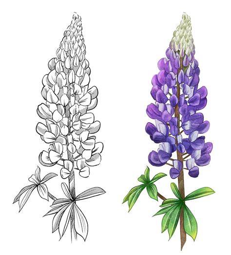 illustration lupine et savoir-faire bijouterie argent