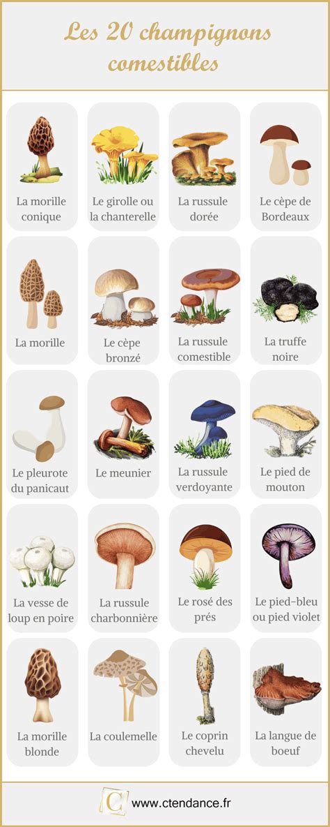 carte_et_festival_champignons
