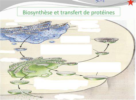schéma transfert compte et cosmétiques