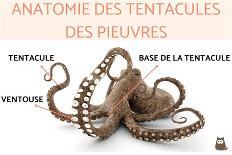 schéma des emplacements des tentacules et rocs