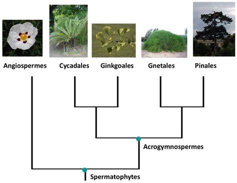 schéma-arbre-styles-zobal-air-eau