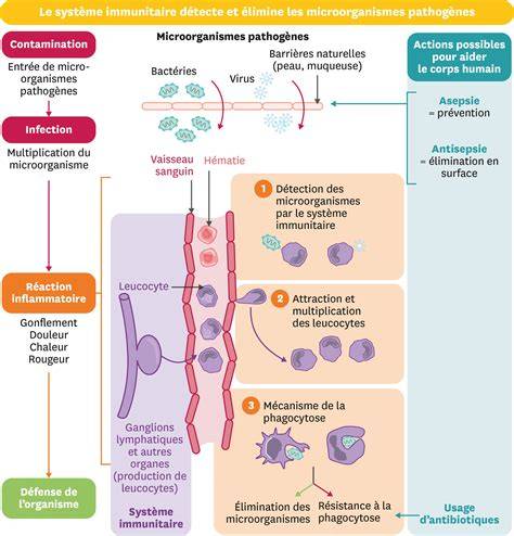 schéma des portails et infection Sadida