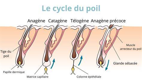 illustration schéma des zones de pilosité