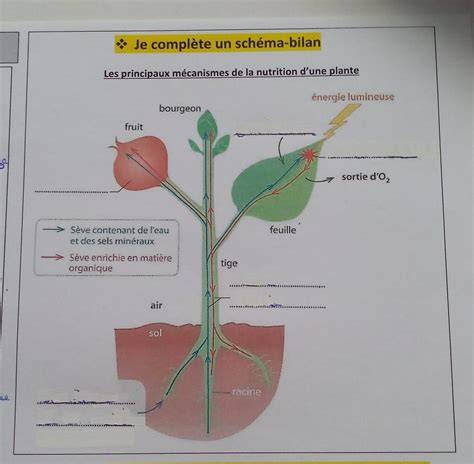 schéma des mécanismes du boss et positions